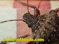 /home//u458753944/public_html/sourcegallery/////////////Insects and small critters/aphids cicadas lanternflies and true bugs (Hemiptera)/PC250064.JPG